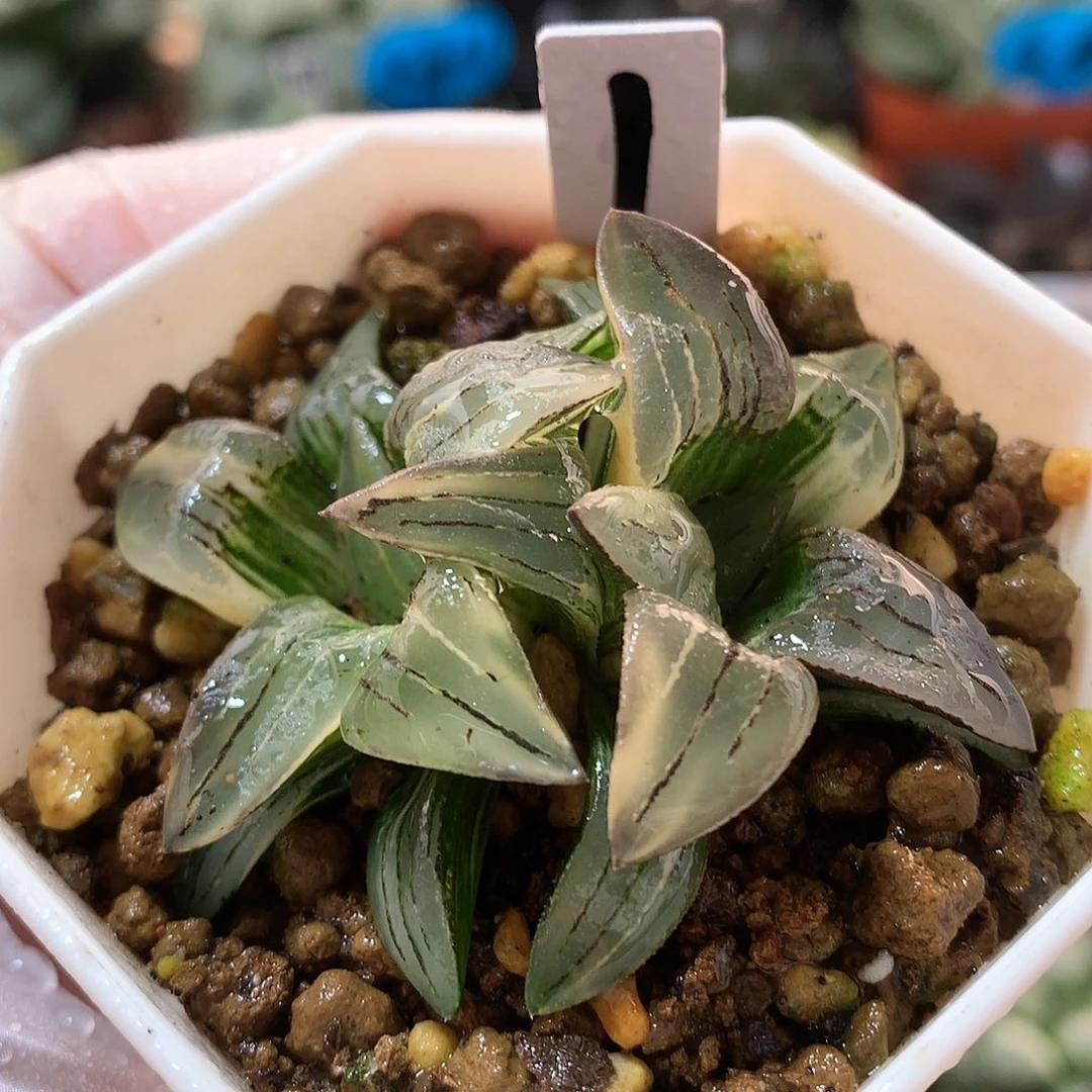 1号双头红纹寿锦带盆土