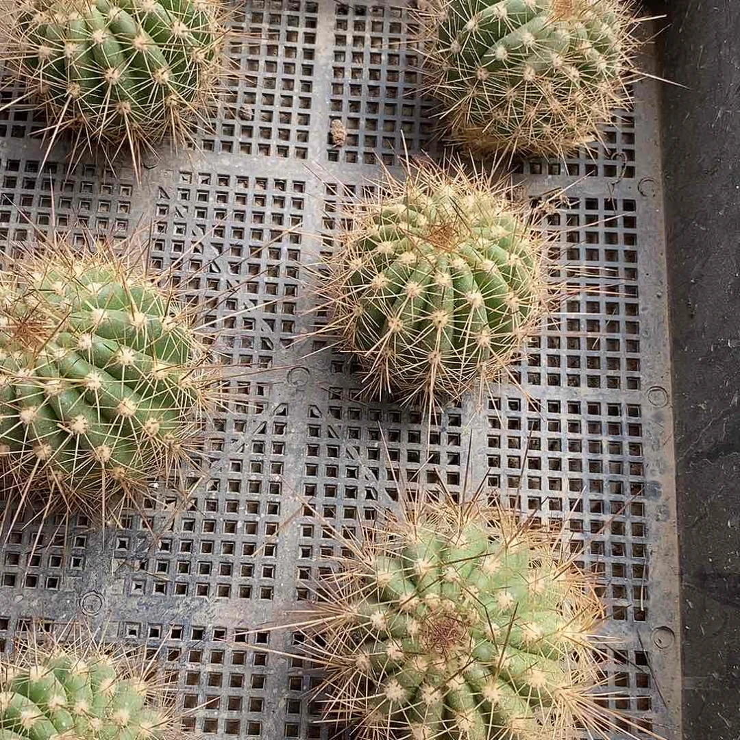 毛牛牛侧芽歪6公分以上20包邮