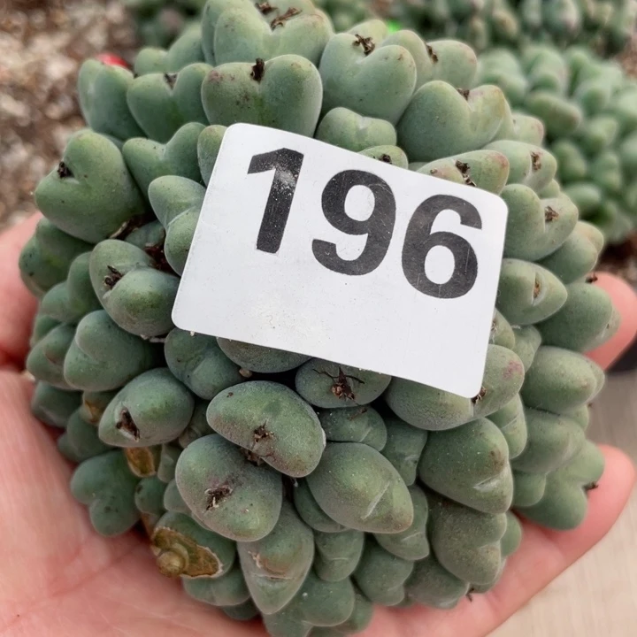 196大群口迪l l l l l l l l l