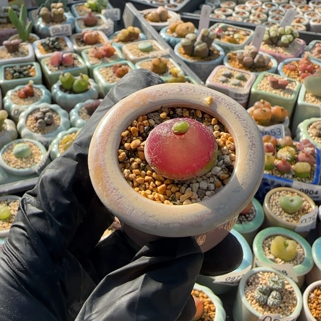 1002--一物一拍 带盆