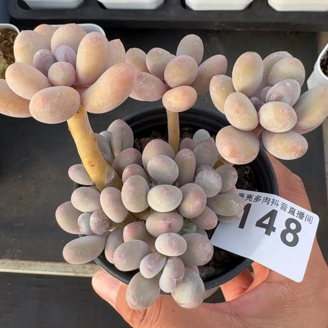 奶酪老桩         多肉植物