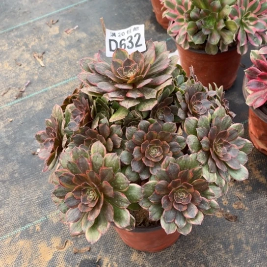 632半夏法师不包断枝