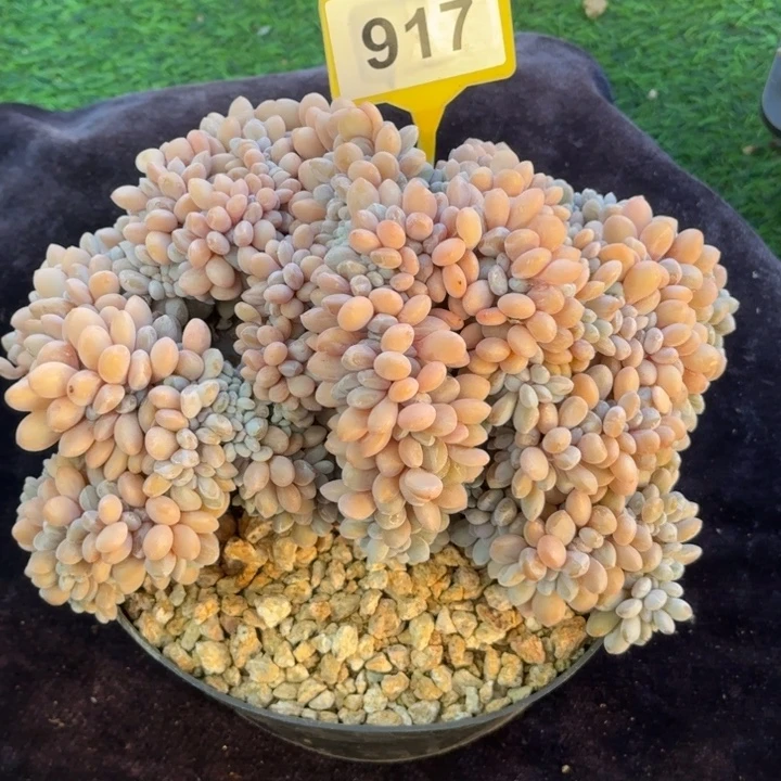 多肉植物粉兔缀化917