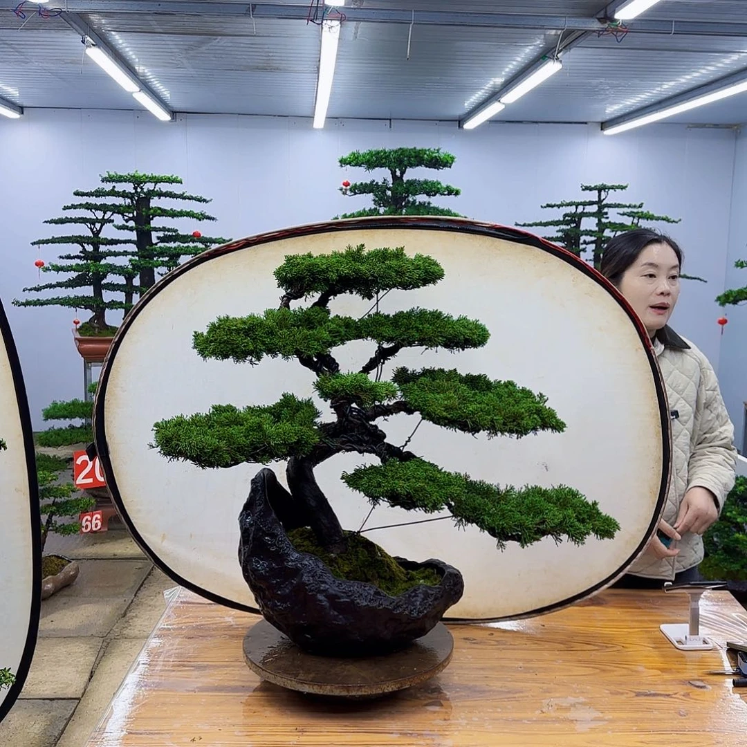 无花朵盆景直播间一物一拍