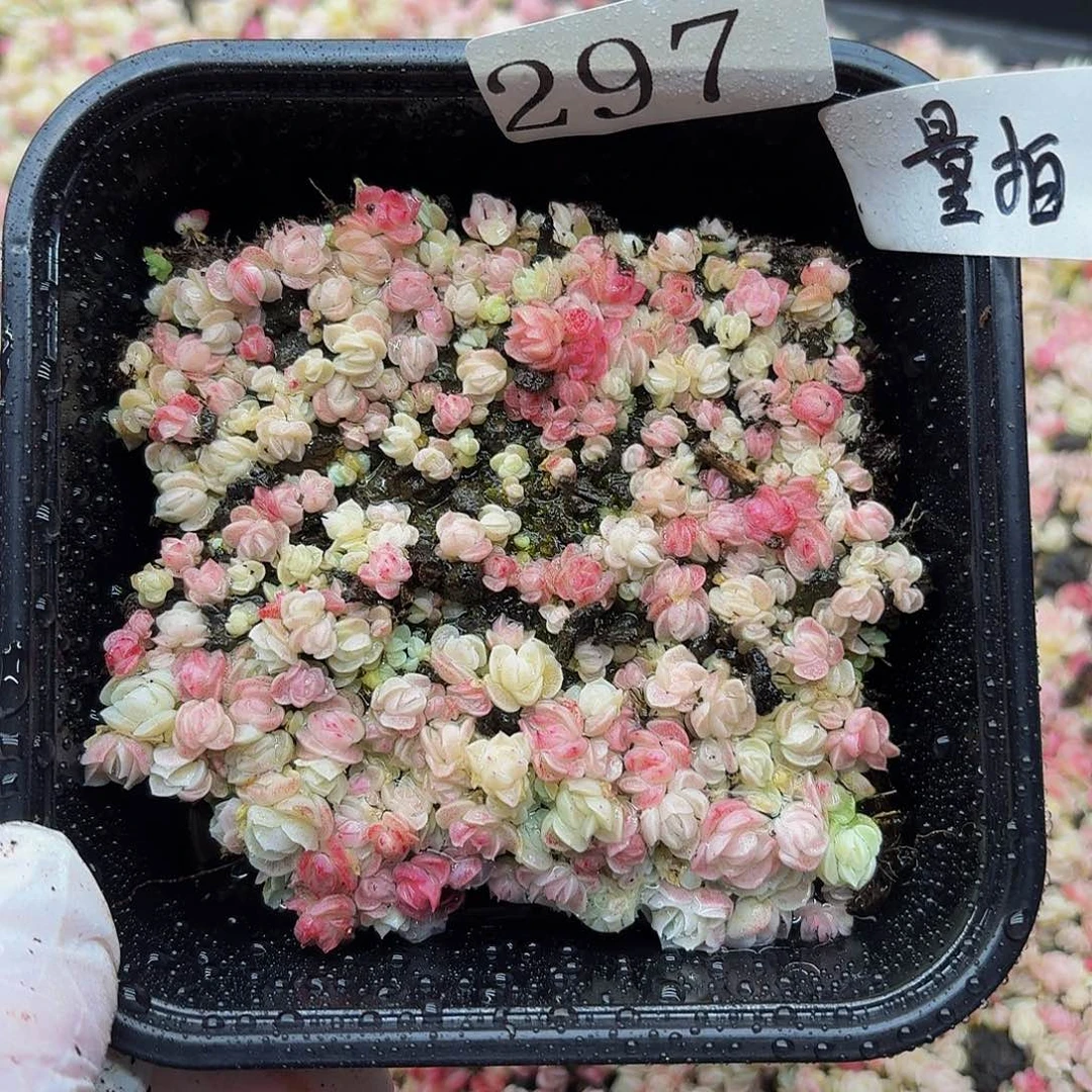 多肉植物多肉植物297量拍