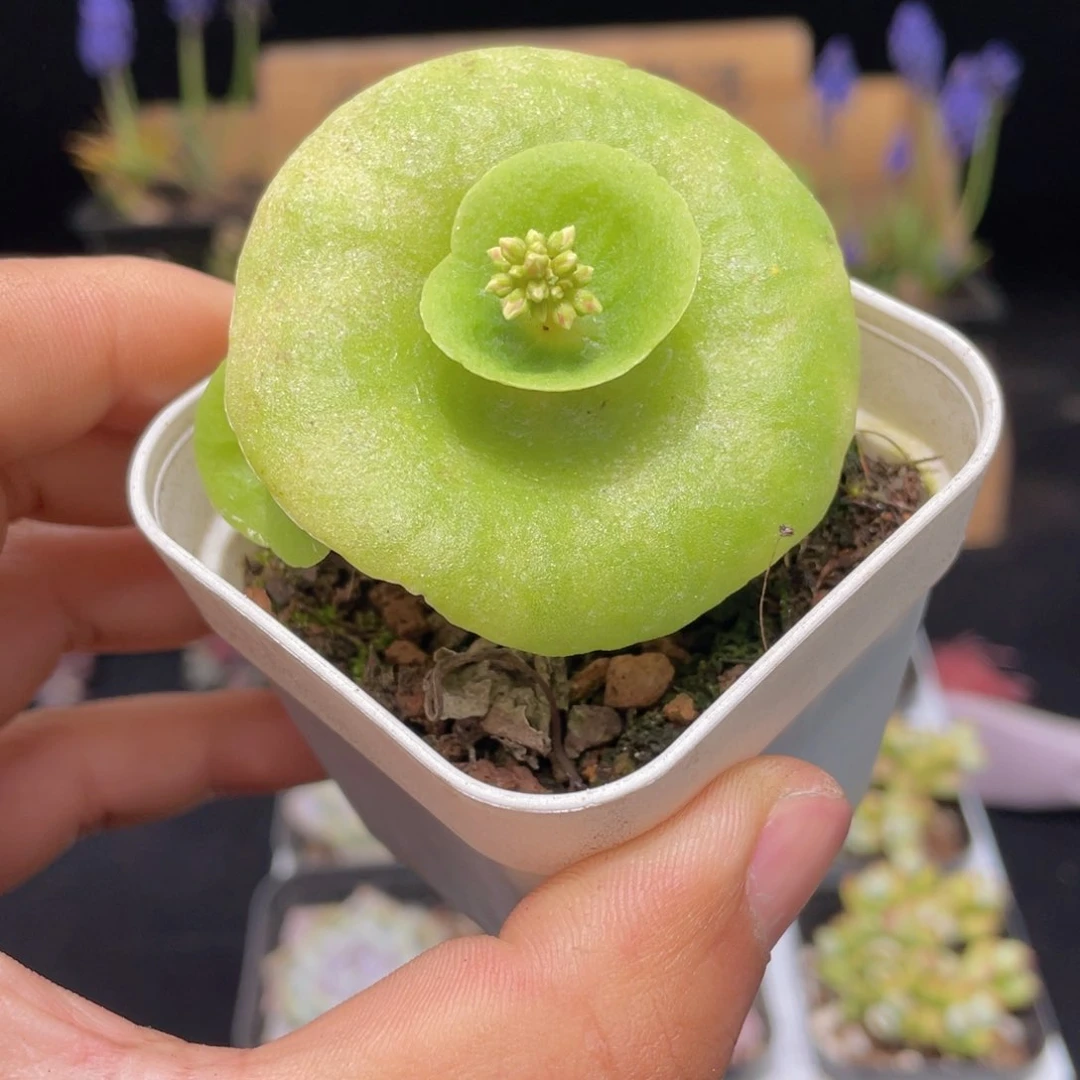 小雨伞多肉9.9包邮发货