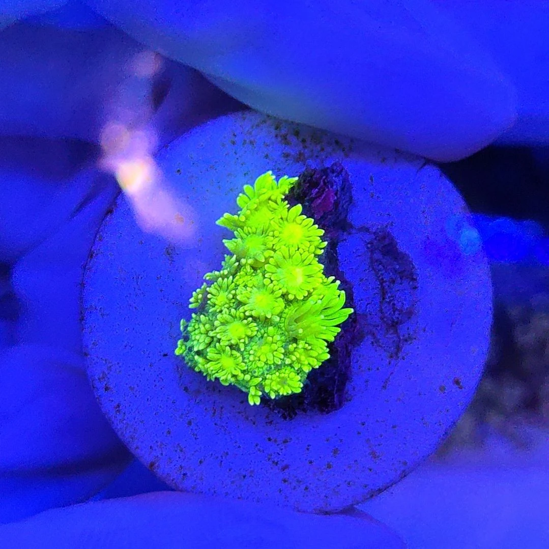 智海珊瑚馆 竞拍链接