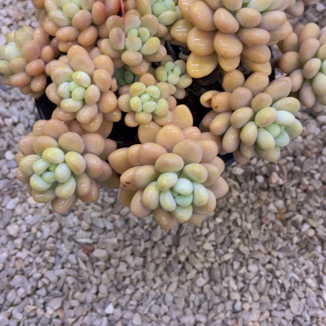 *****68586多肉植物一物一拍