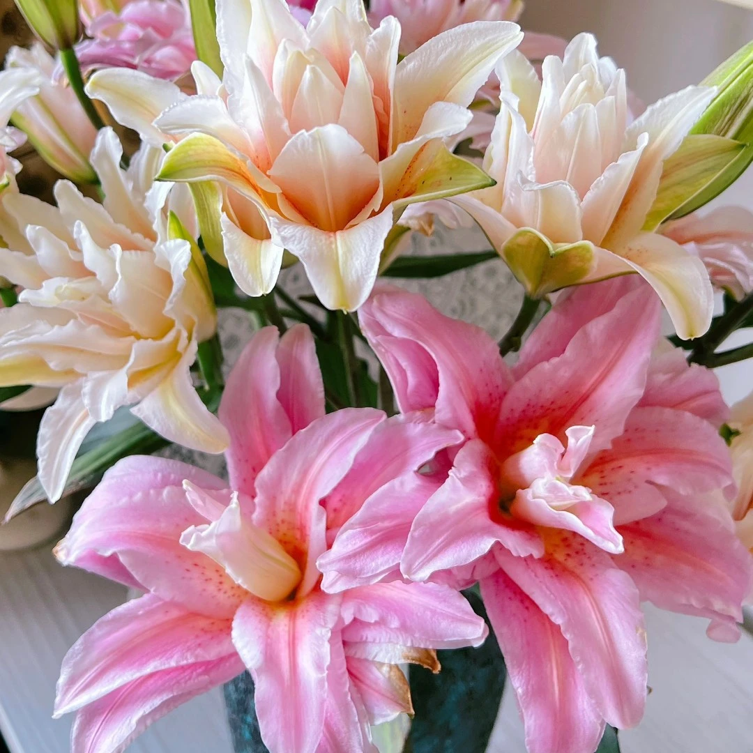 【富安娜】重瓣香水百合云南基地直发云南鲜花家庭日常水养鲜切花