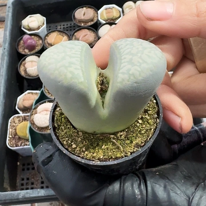 畅***c生石花2222。   209