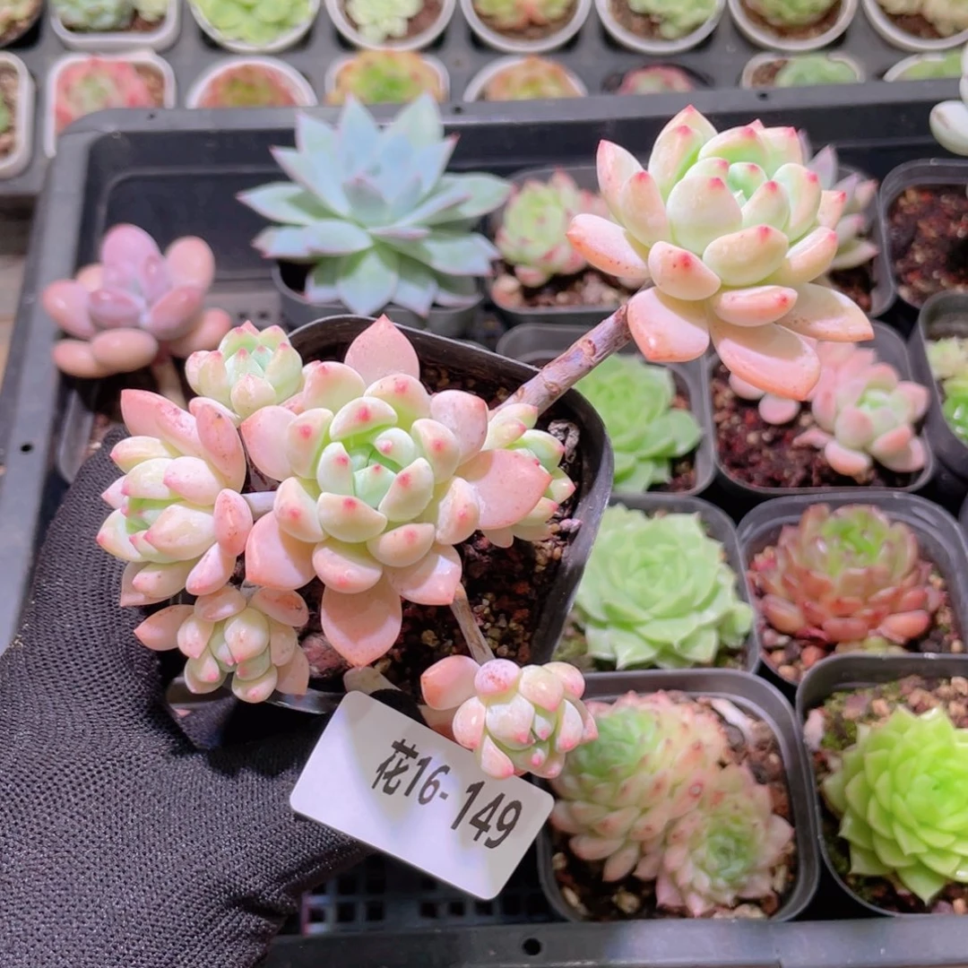 花利美16-149洛丽塔