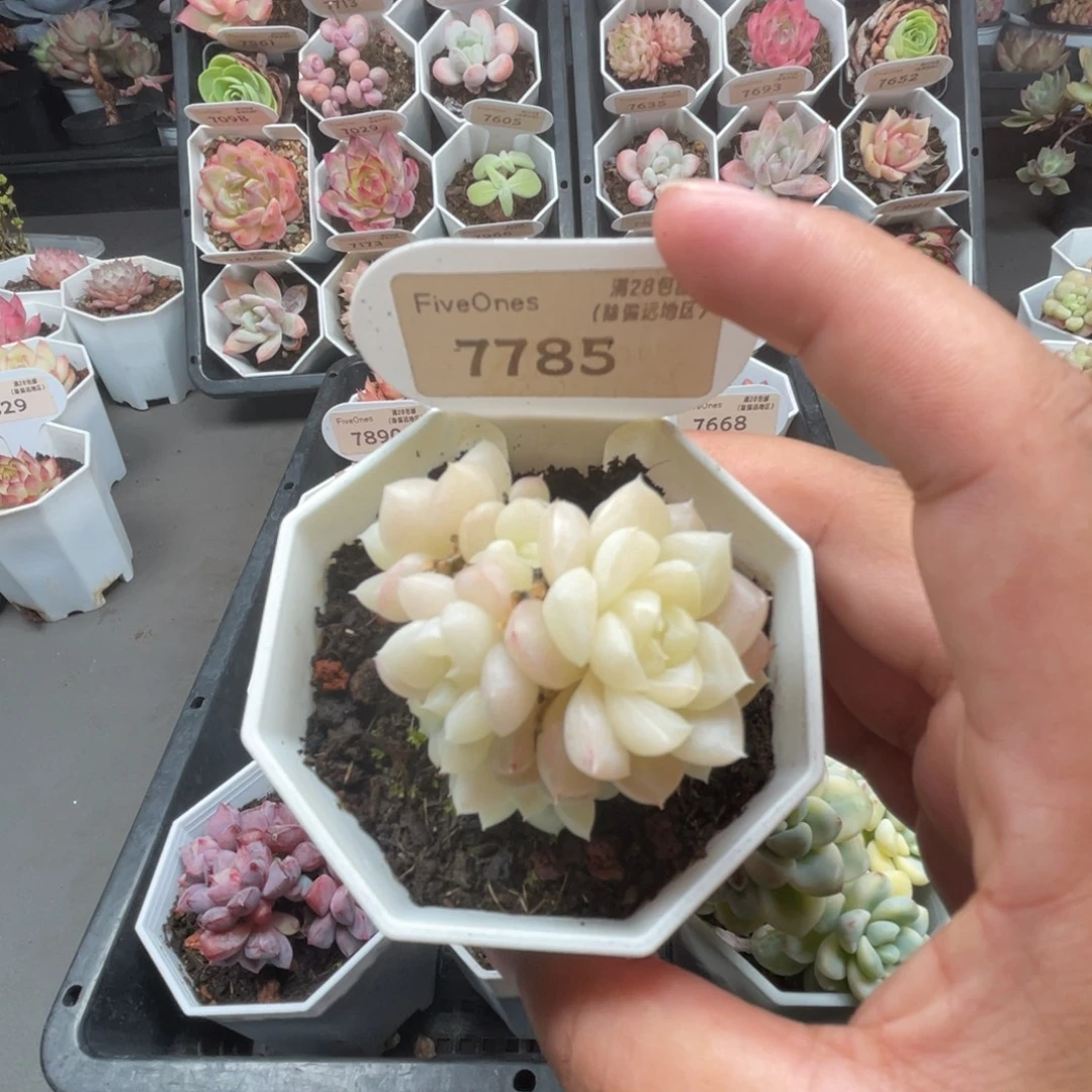 7785白天鹅5.0厘米