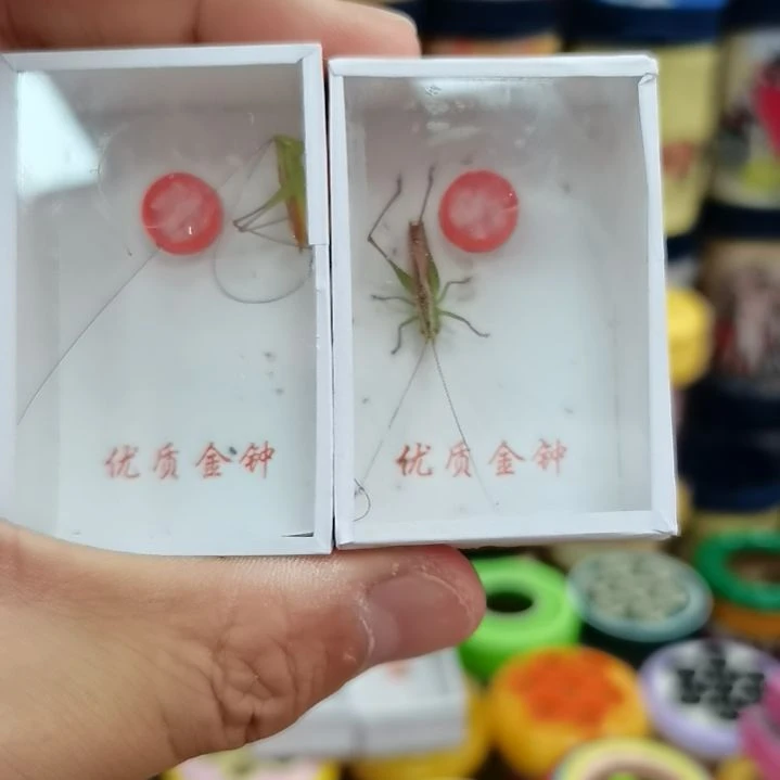 难***涂糖果鸣虫翠绿活体