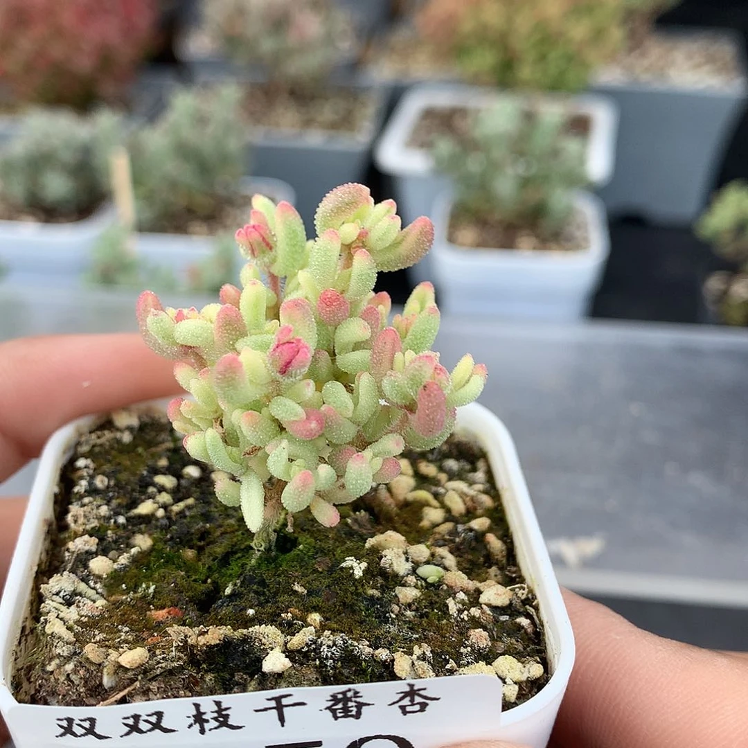 359红宝石锦。