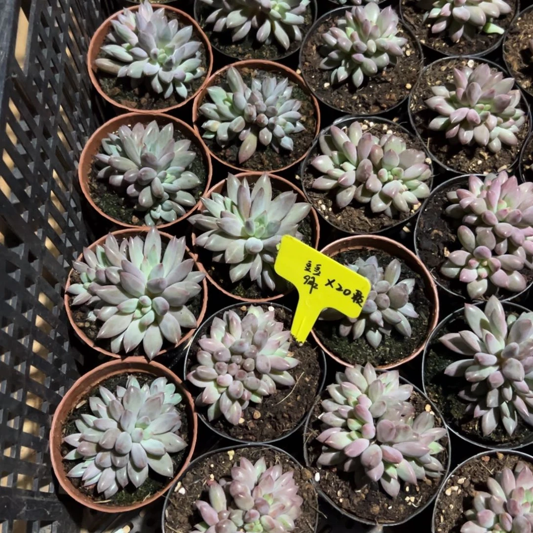 羽毛纹虞美人，4头起20颗打包，豆豆