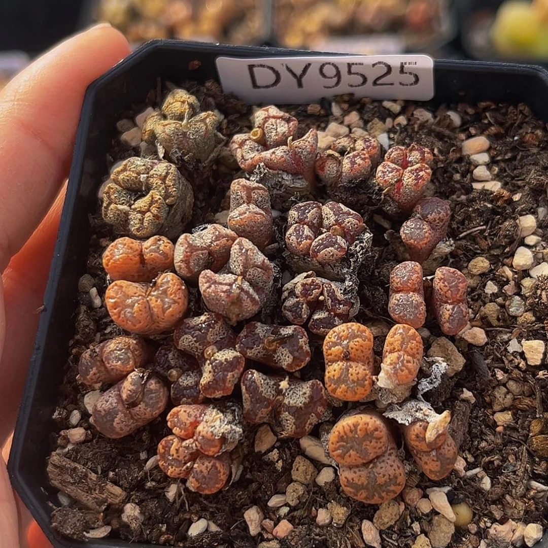 18包邮一物一拍勋章9525