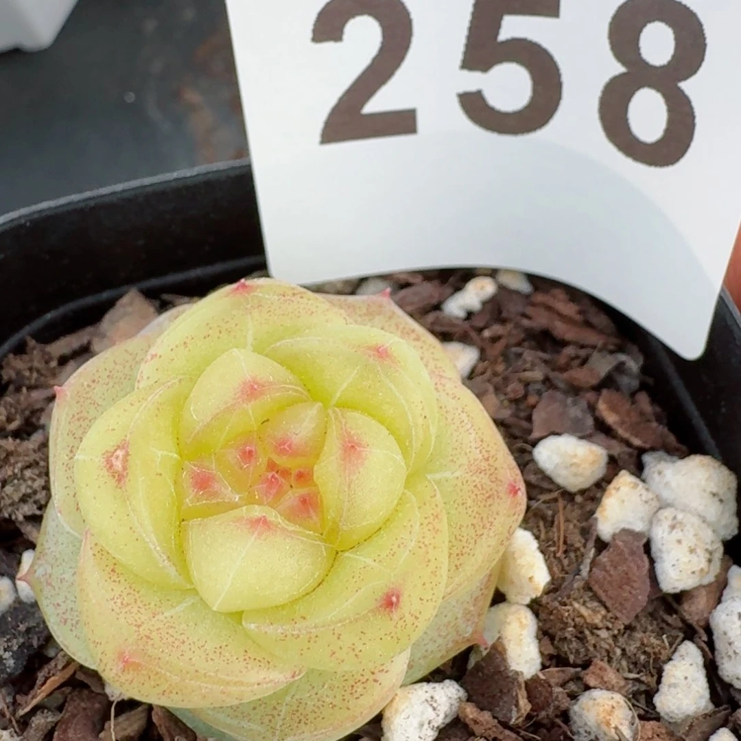 江南珍妮         精品多肉