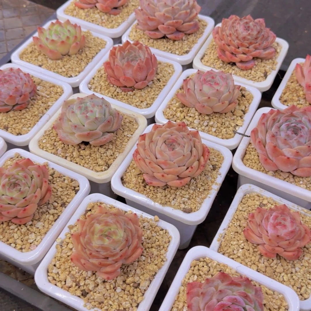 冰魄麦秆组合6666666