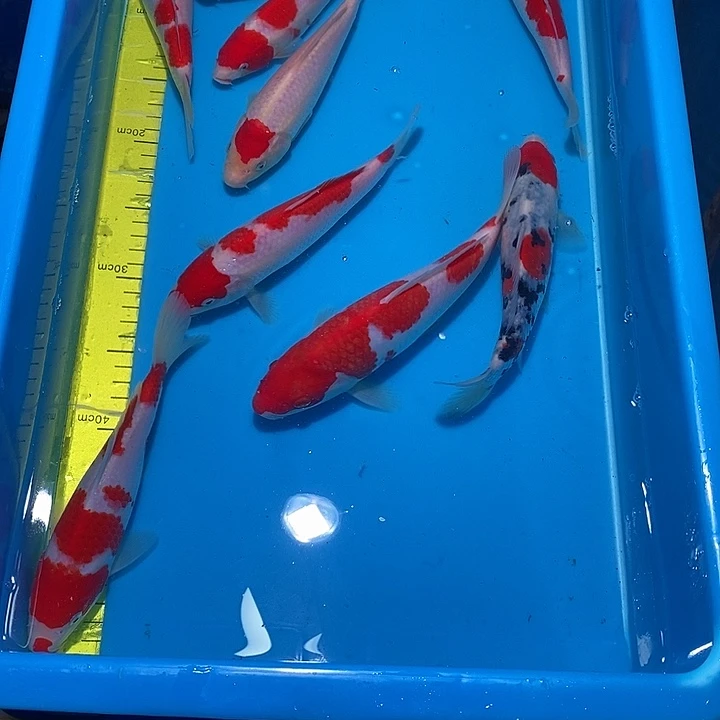 梁***锦鲤纯种血统锦鲤观赏鱼