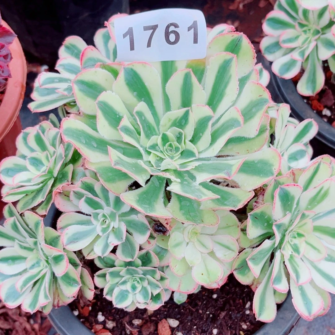 白兰地多肉发货发货