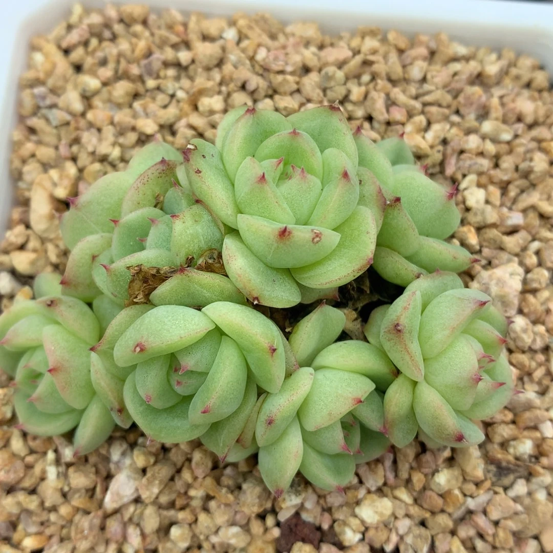 0630-289 麦杆优选