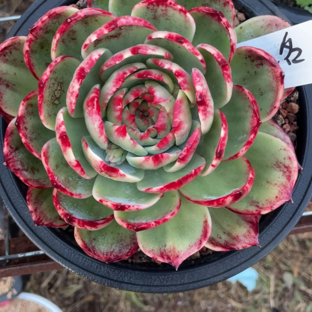 ****️惊鸿仙子瑕疵福利