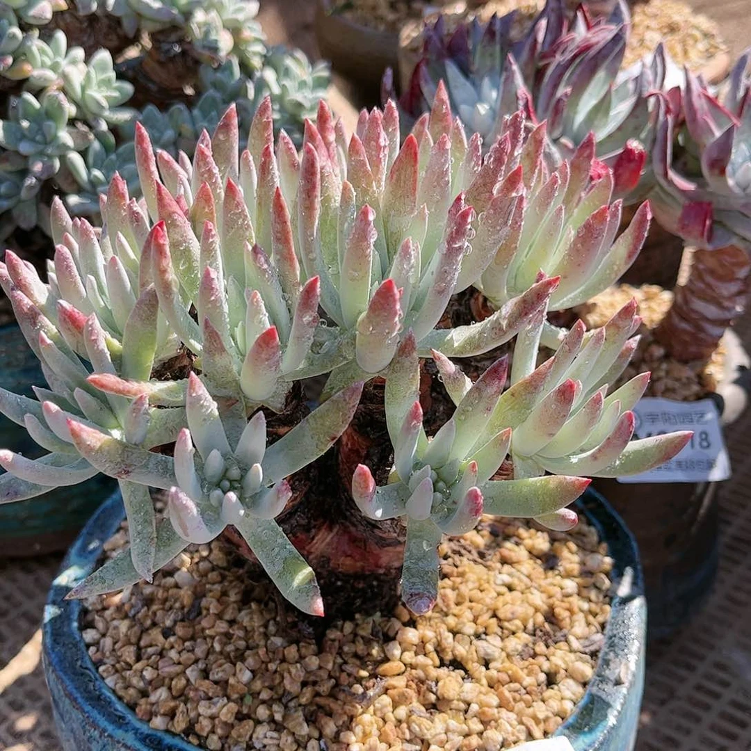 9021雪花仙女杯多肉