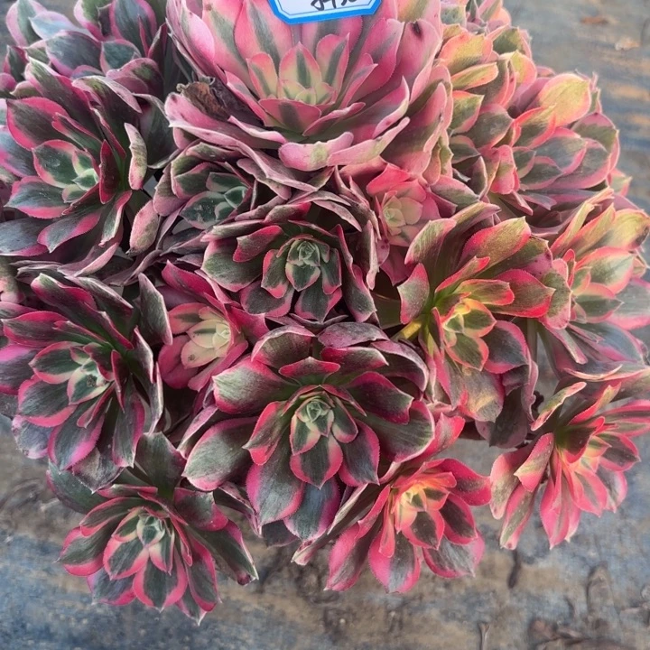 粉体女巫多肉法师不包损38