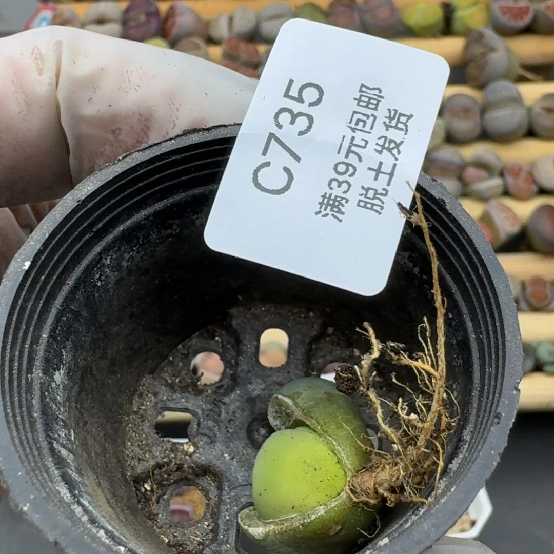 小****活735哈哈哈哈哈哈哈哈