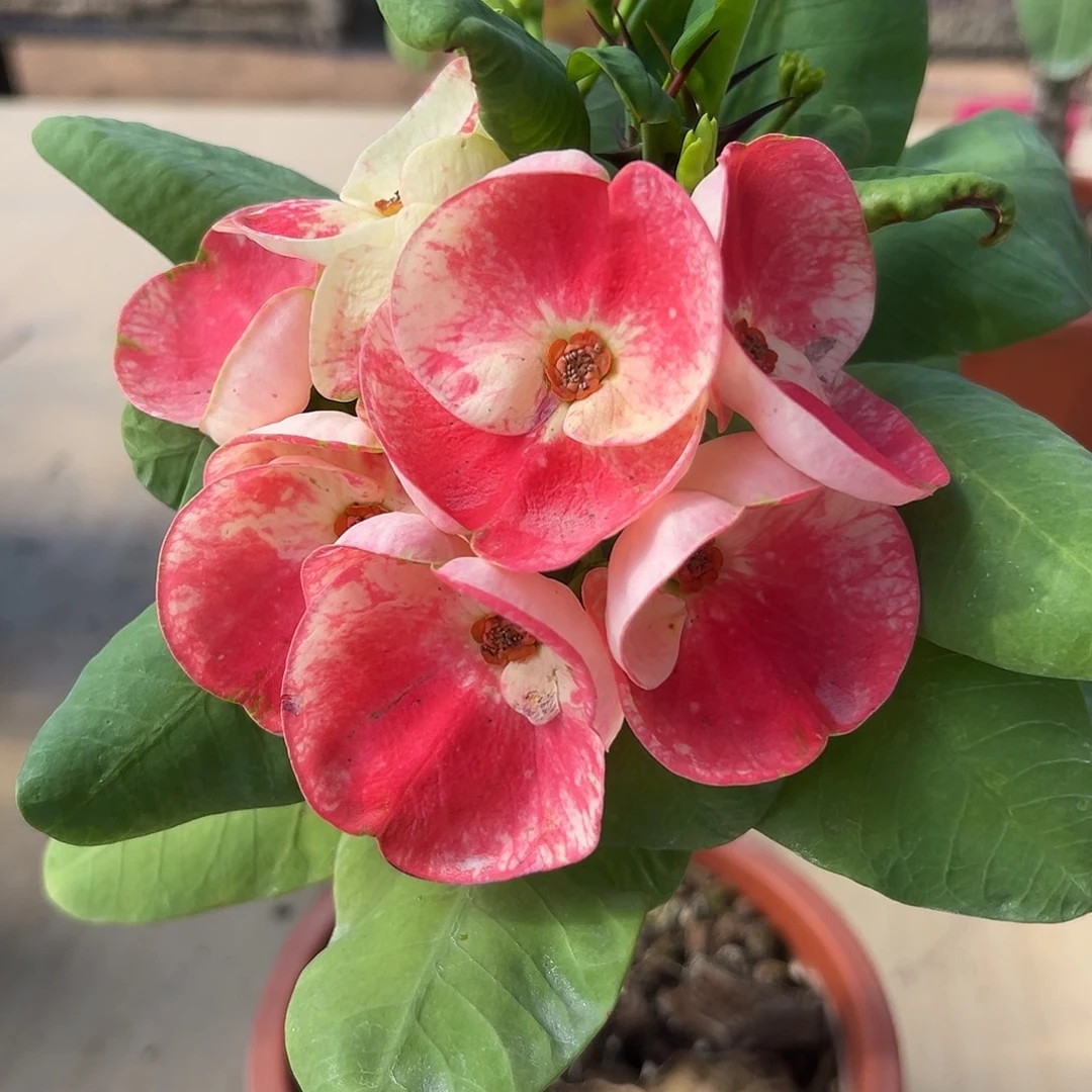 278泰国大花虎刺梅