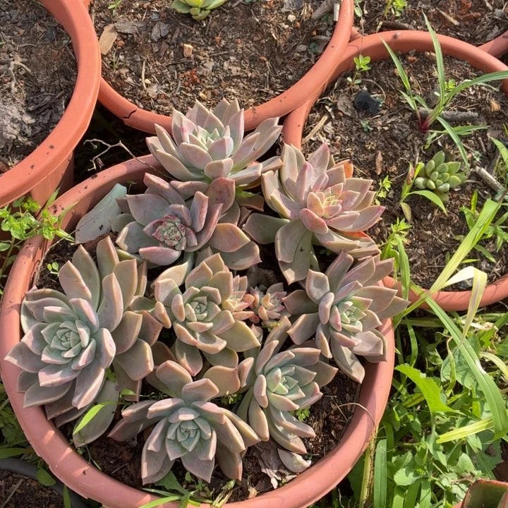 大***子血色黄昏。，，，。，。。。。。。。。。。。