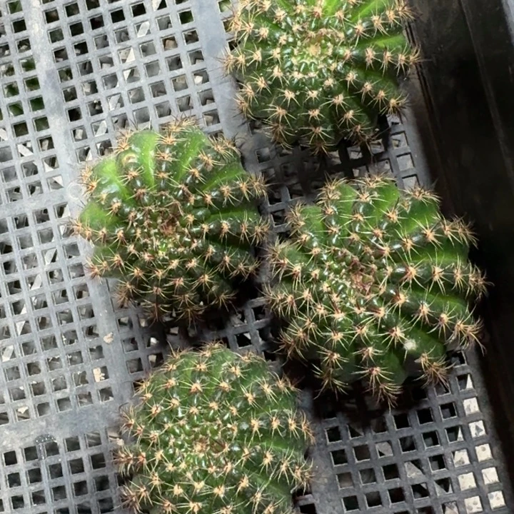 278丽花38歪5公分左右无根侧牙，20包邮
