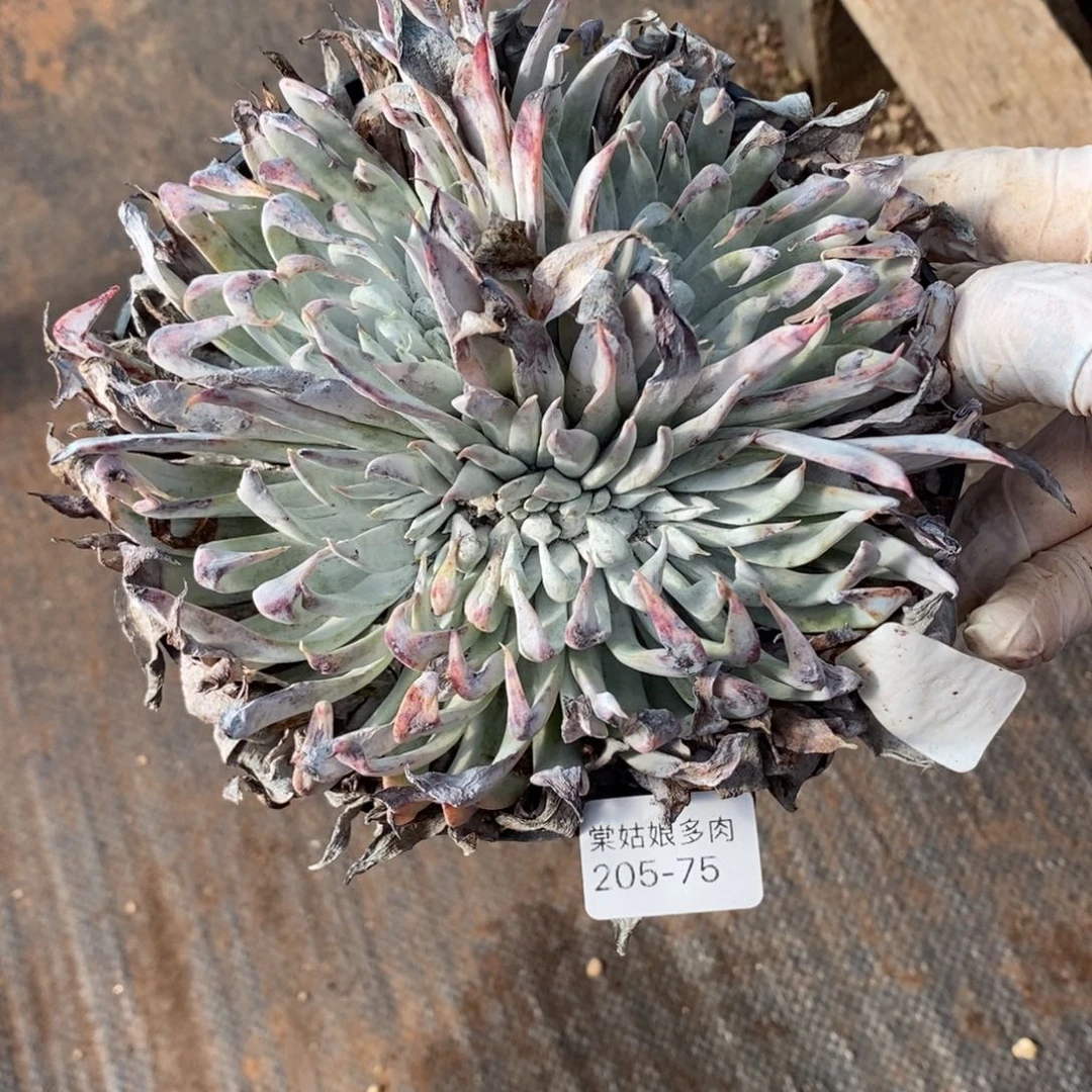 75号雪花缀化群漂亮