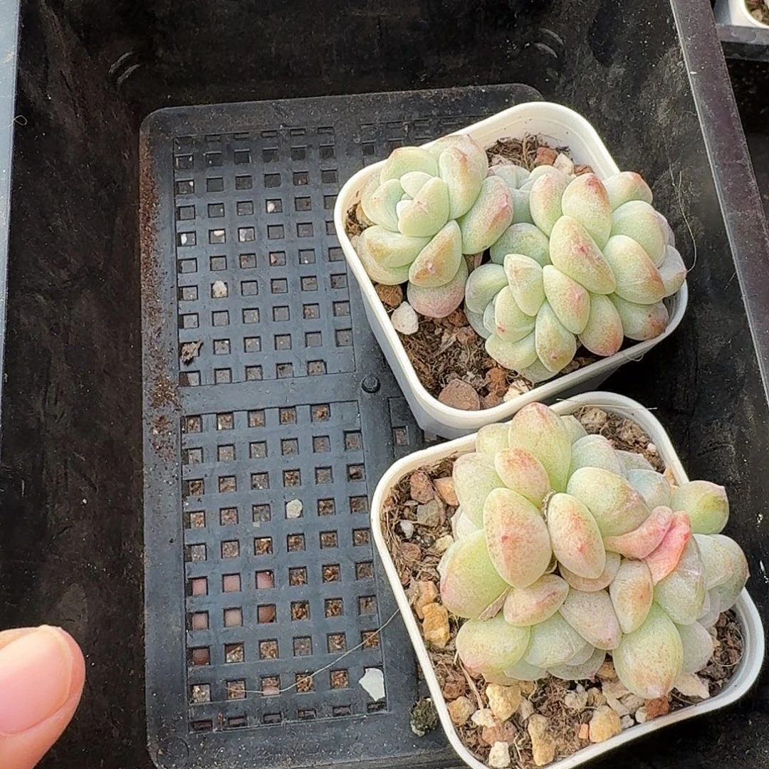 29 号到手1框，江北多肉