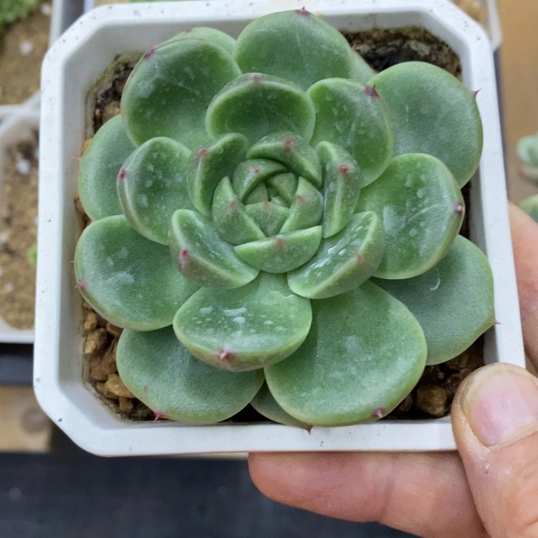 精品多肉一物一拍不包整272