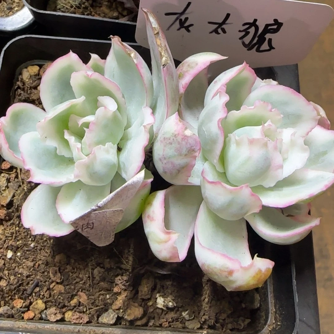 喜****狼灰太狼 多肉植物