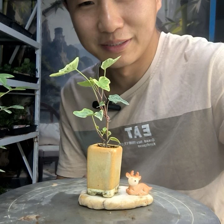豁*牙中青园艺一物一拍125
