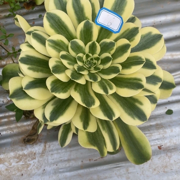 木6辛尼亚法师锦锦