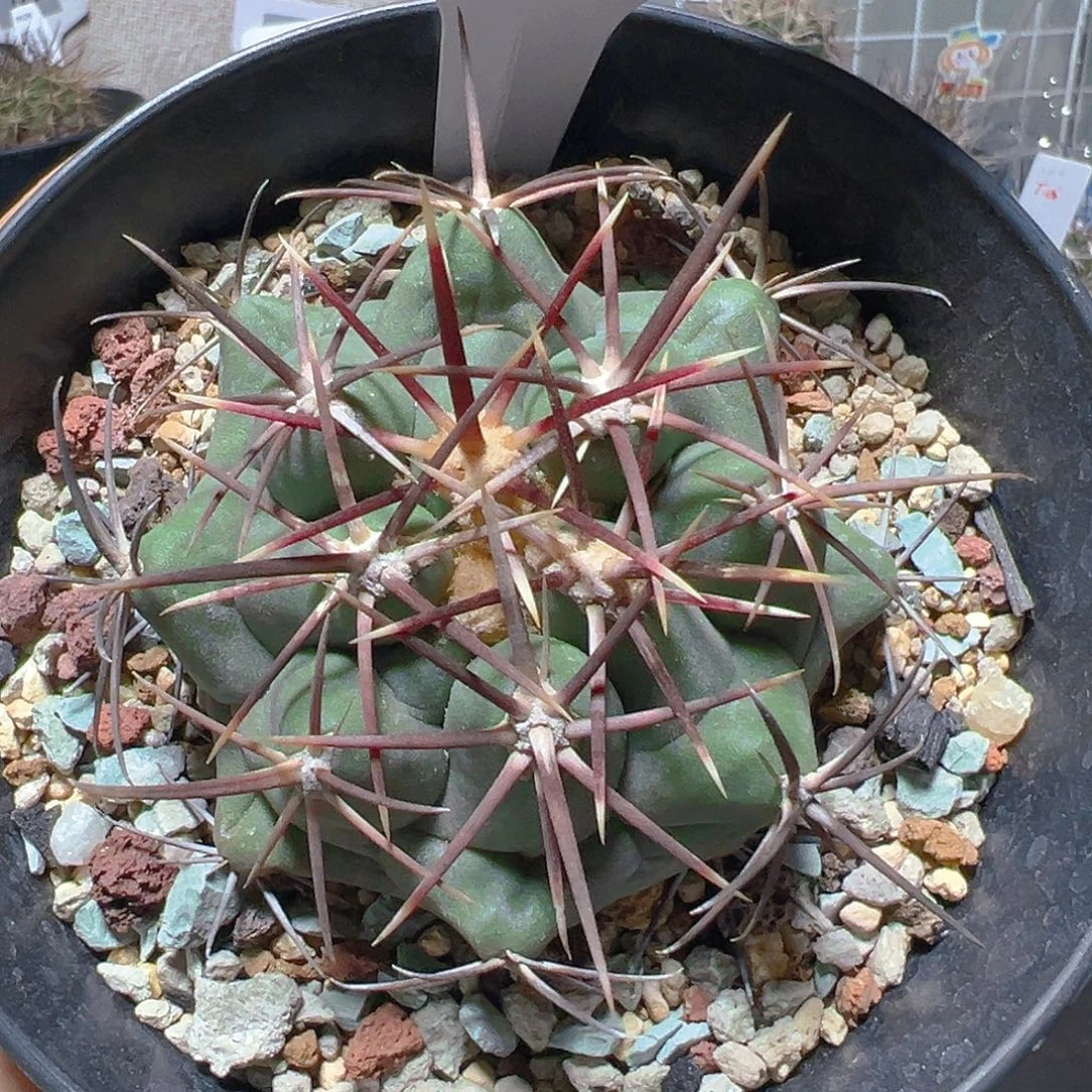 7674大红鹰实生裸根发