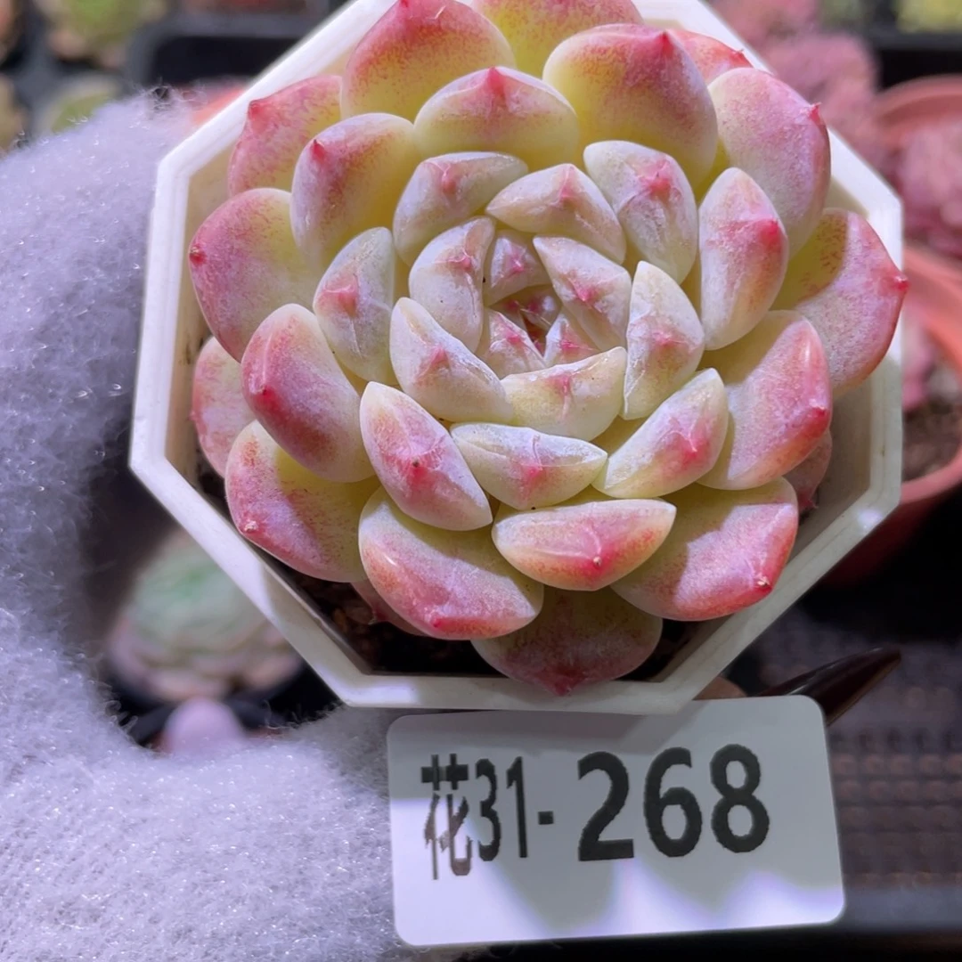 花利美31-268秘境冰魄