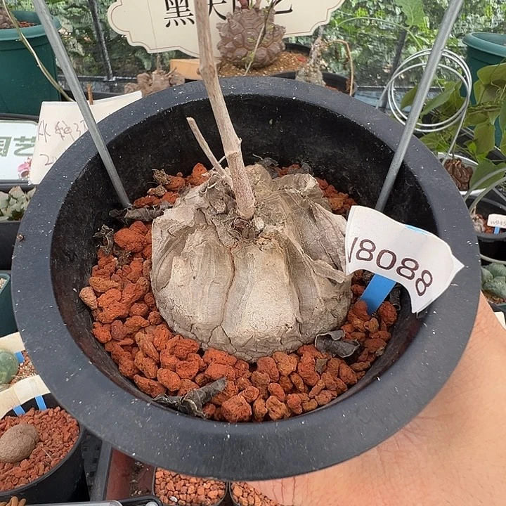 多肉植物专拍 一物一拍 南非龟甲龙8088