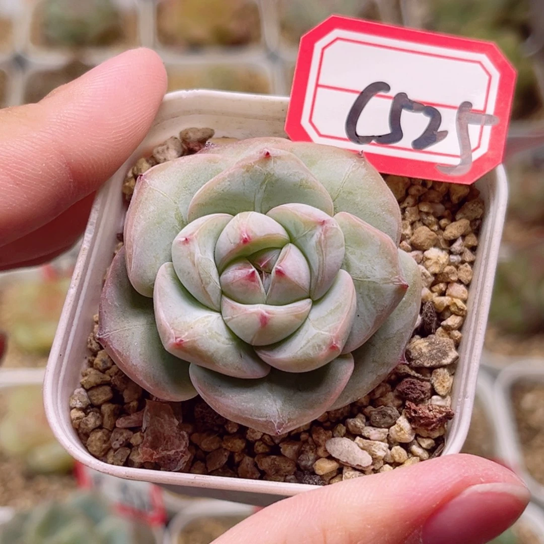 C525 一物一拍 18包邮
