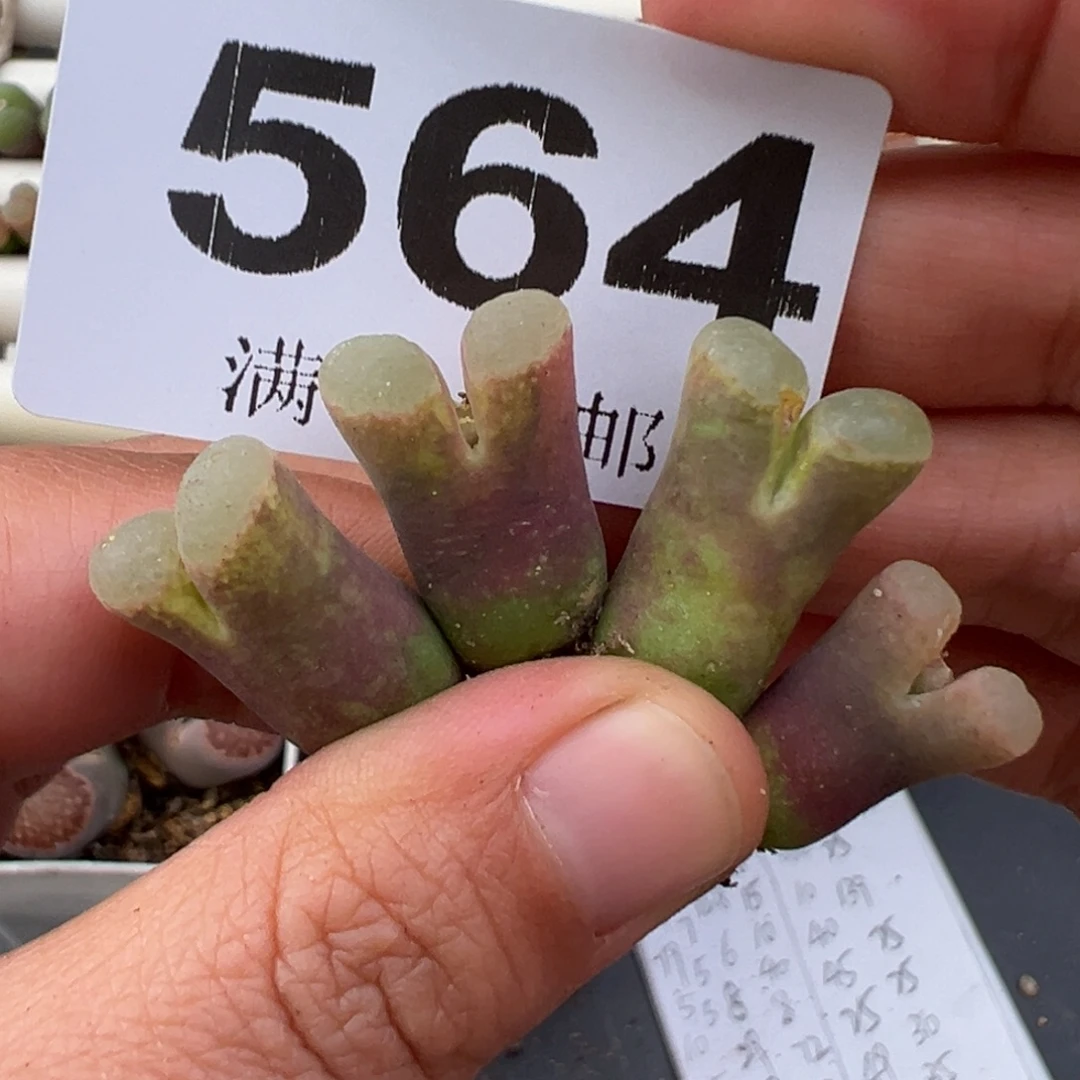 12.9好看的多肉脱土发货564