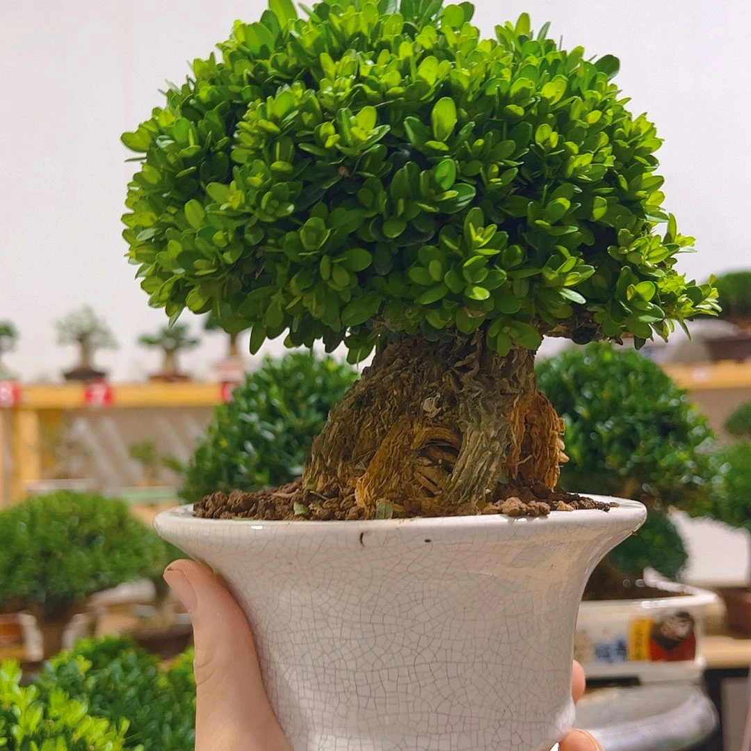 周***超完全开放黄杨一物一拍盆景
