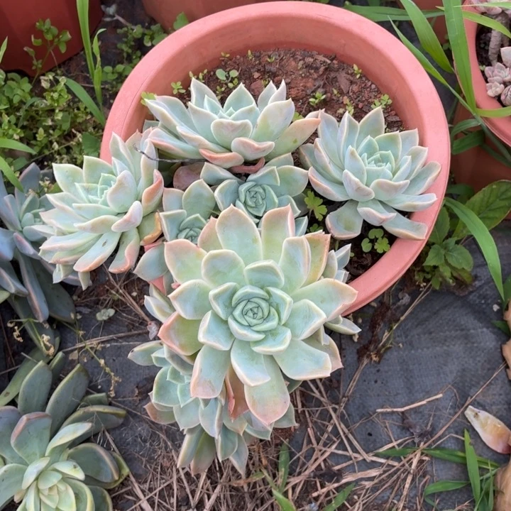 哈利噢森。。。。。。。。。。。。。。。