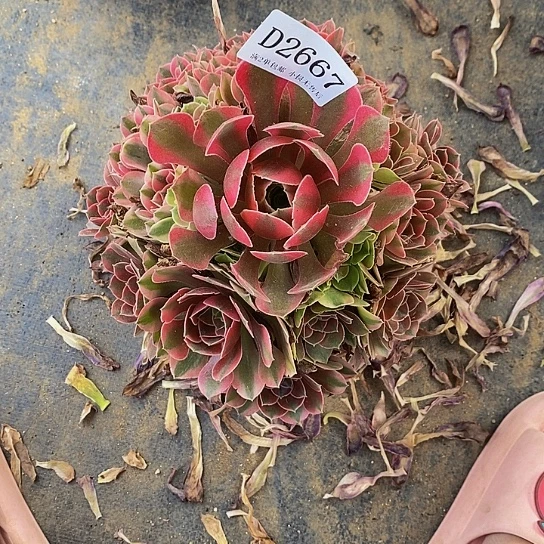 2667香妃多肉法师