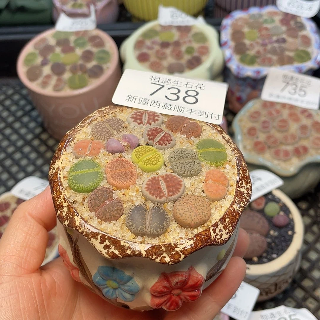 相遇开播福利738