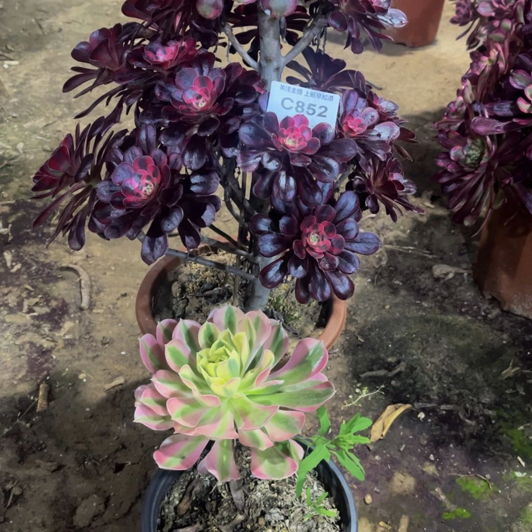 淡多肉852香奈儿法师