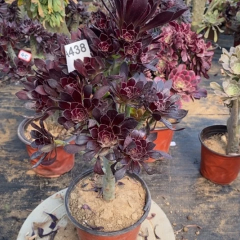 黑豆捧花一物一拍