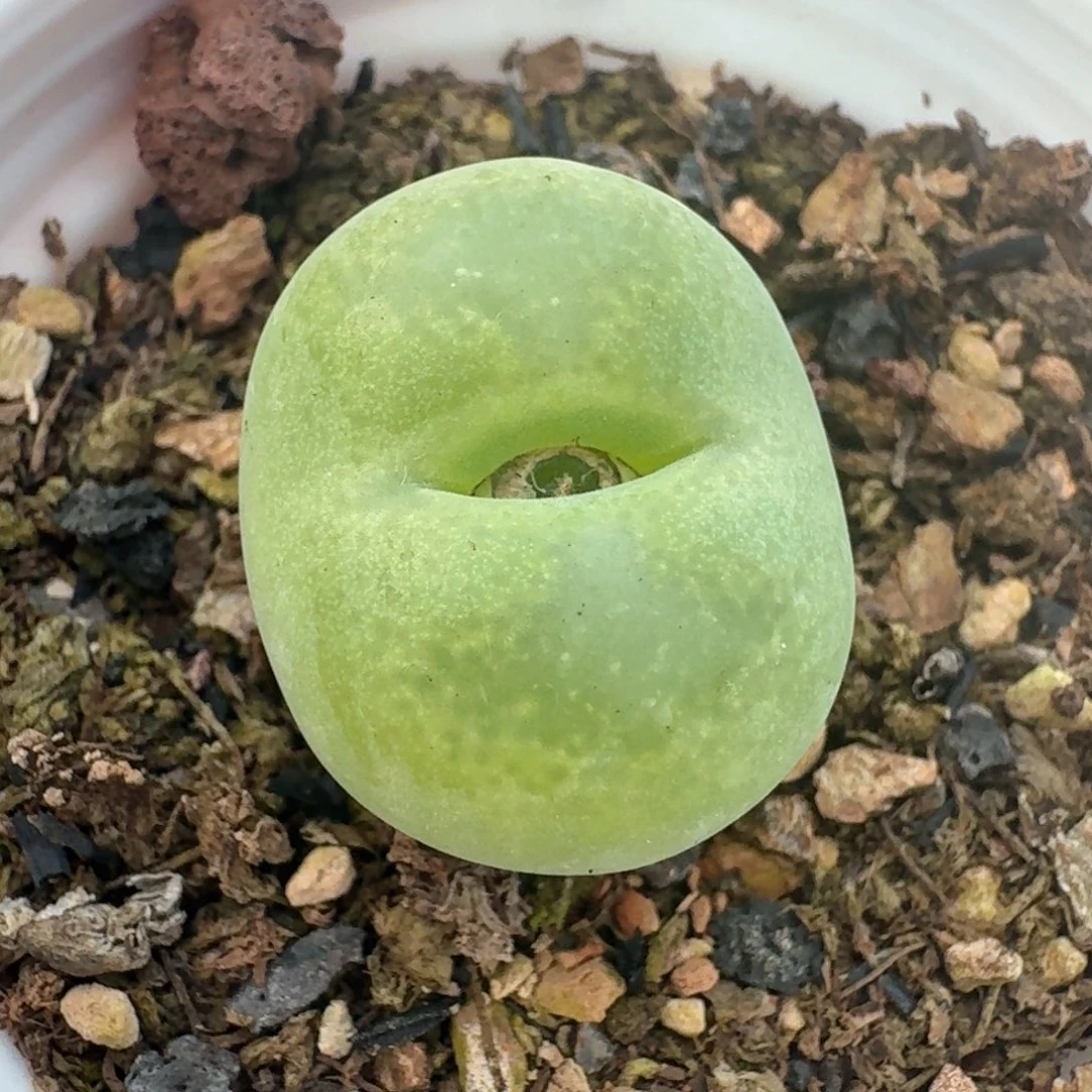 77带盆土发货翠光尺寸两公分